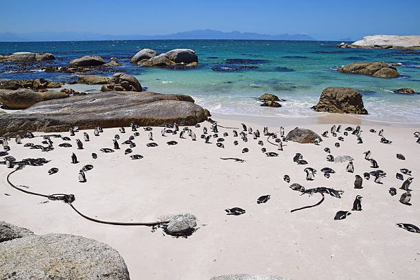 istock Boulders Beach, South Africa (Penguin Beach) 541846964
