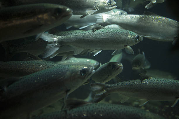 istock School of Silver Salmon 541847090
