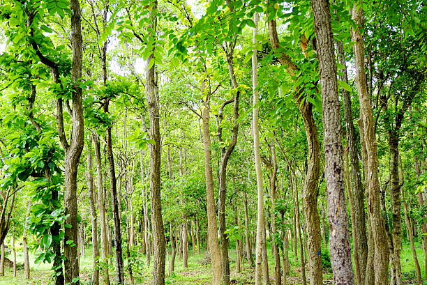 istock green trees in a forest nature background 541847538