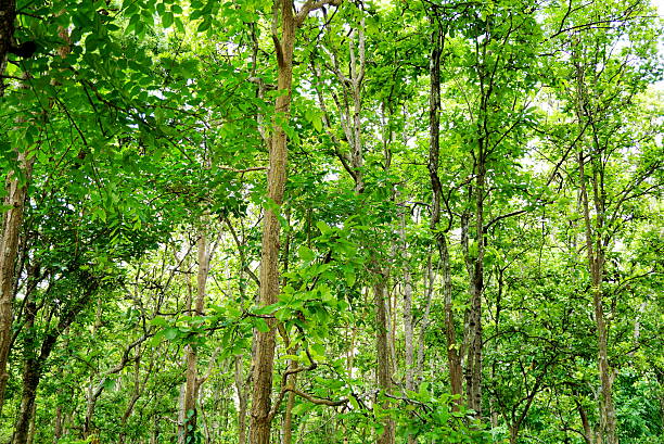 istock green trees in a forest nature background 541847790