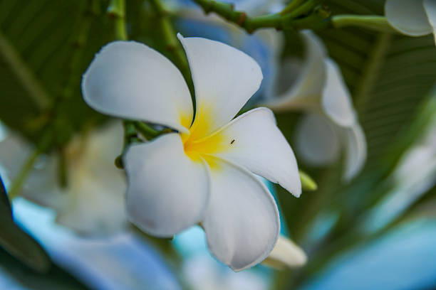 plumeria - frangipannis imagens e fotografias de stock