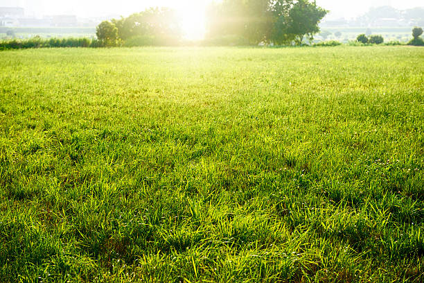 新鮮なグリーンフィールド - 草地 ストックフォトと画像