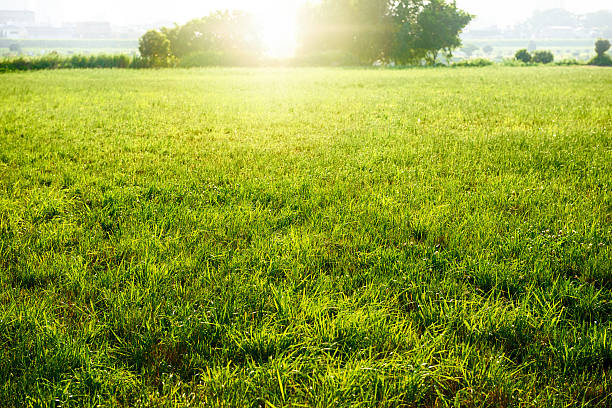 istock Field of fresh green 541849066