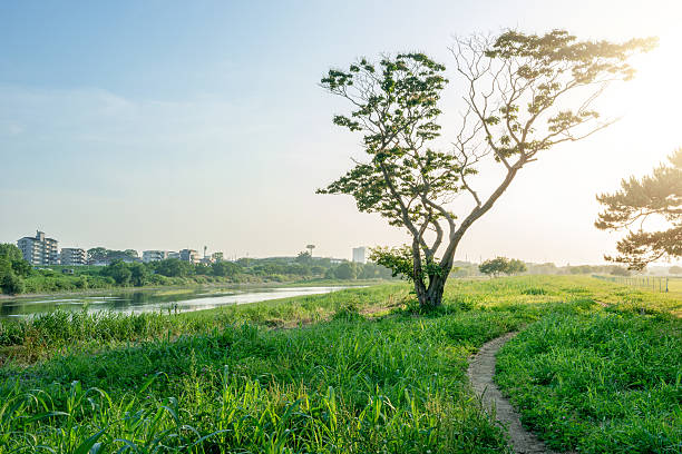 Riverside in the Tama River