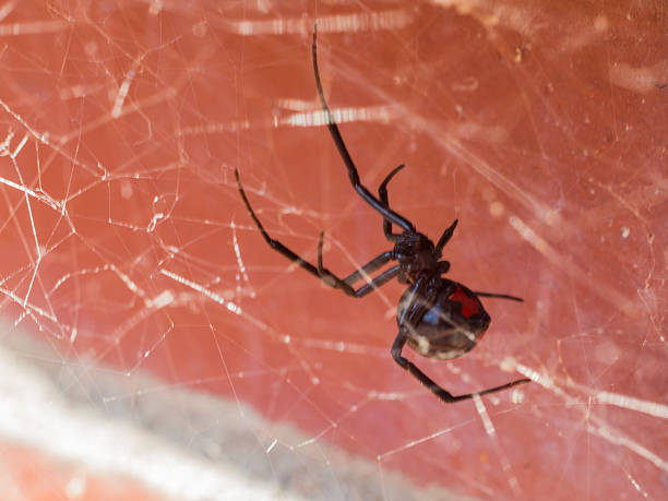 Black widow in its web on red brick.  A close macro image of black widow spider in its web between the red bricks. black widow spider photos stock pictures, royalty-free photos & images