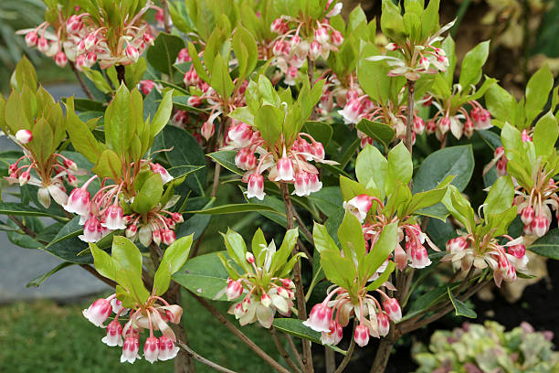 istock Pieris Formosa, for Andromeda 541849804