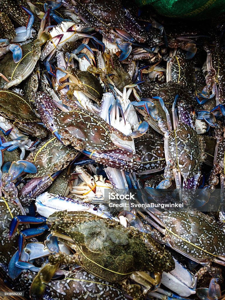 blue crab, Blaukrabbe (Callinectes sapidus) Beautiful and delicious blue grab.  Blue Stock Photo