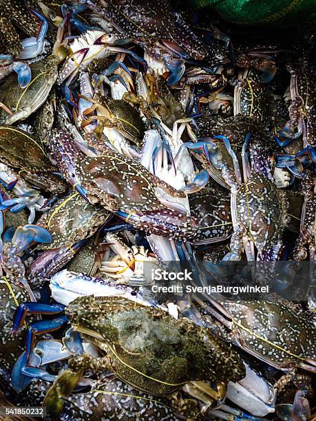 Blue Crab Blaukrabbe Stock Photo - Download Image Now - Blue, Blue Crab, Cambodian Culture