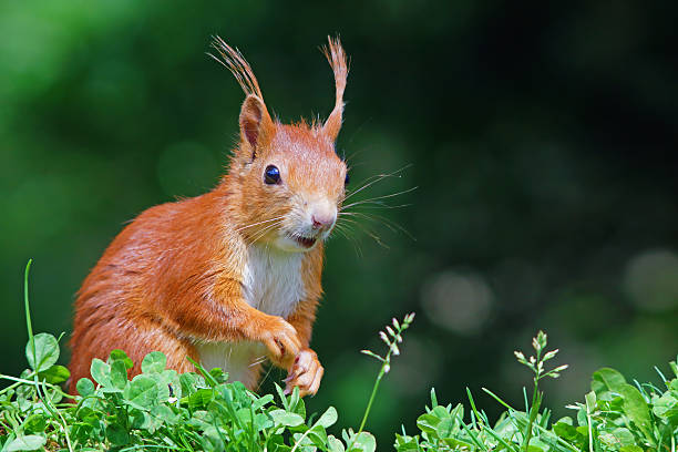 squirrel Squirrel,Eifel,Germany. ausschau halten stock pictures, royalty-free photos & images