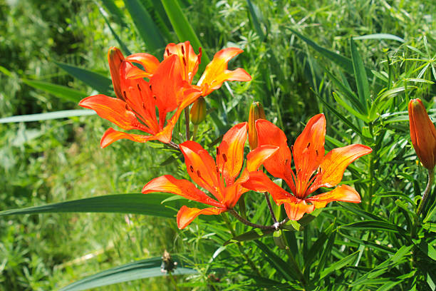 istock Orange lily in the garden 541851916