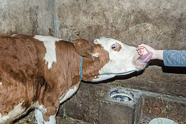 istock Girl's Hand Caresses a Cow Head 541852646