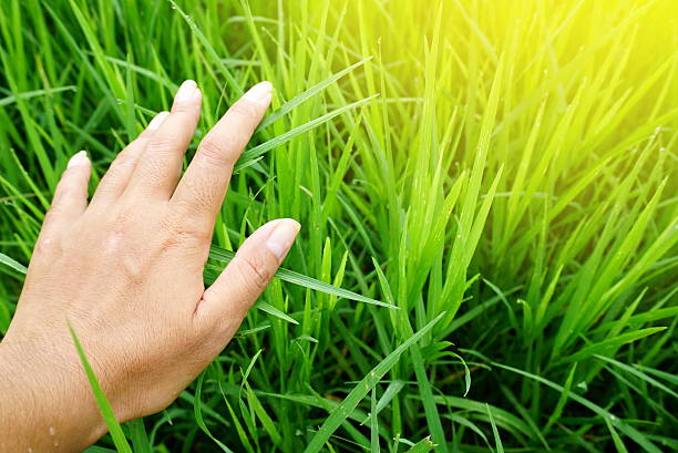 istock farmer hand touching green rice field with sunrise 541853116