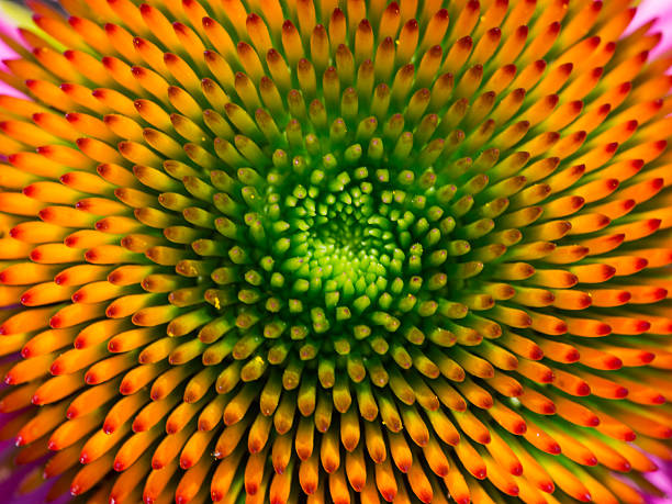 The geometrical shape of the center of the cone flower with green and orange colors.