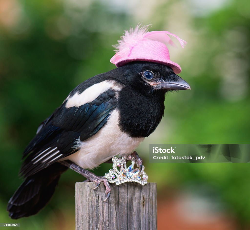 Oiseau en chapeau avec bijoux - Photo de Pie libre de droits