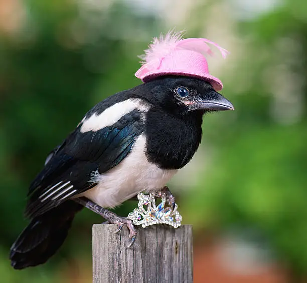 Bird in pink hat with small jewelry. Magpie thief stealing a shine jewellery.