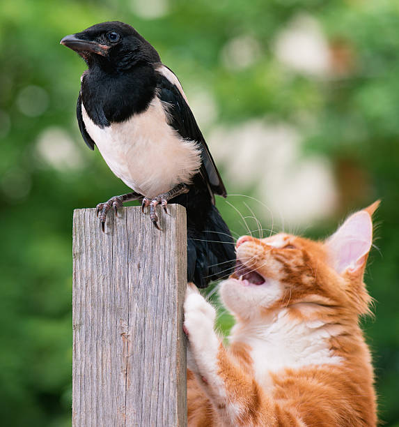 gatto caccia uccelli - gazza ladra foto e immagini stock