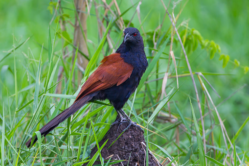 Very close up Coucal, Crow pheasant(Centropus senegalensis)  in real nature in Thailand