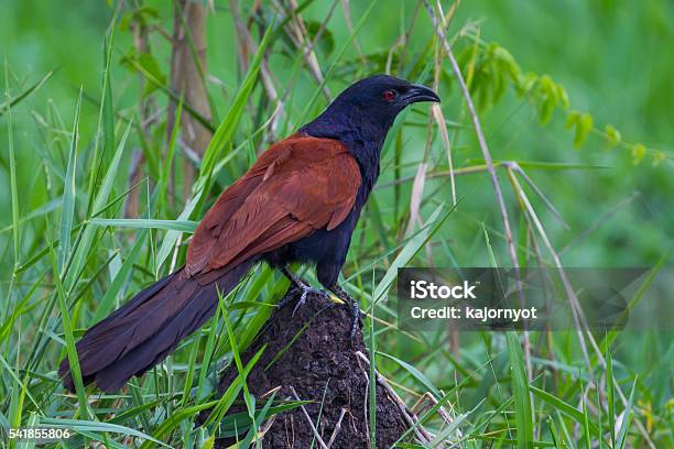 Very Close Up Coucal Crow Stock Photo - Download Image Now - Coucal, Animal Wildlife, Animals In The Wild