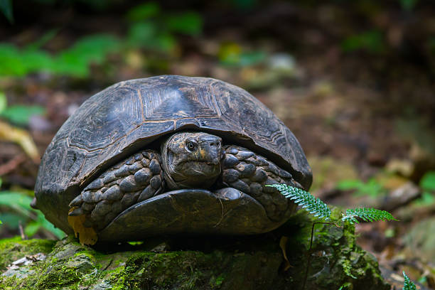 Endangered species Asian Giant Tortoise(Manouria emys phayrei )