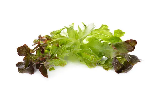 lettuce or red oakleaf on white background