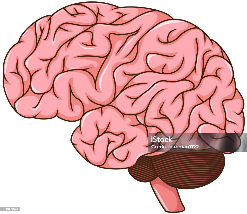 Ilustración de Cerebro Humano Dibujo y más Vectores Libres de Derechos de  Anatomía - Anatomía, Asistencia sanitaria y medicina, Bienestar mental -  iStock