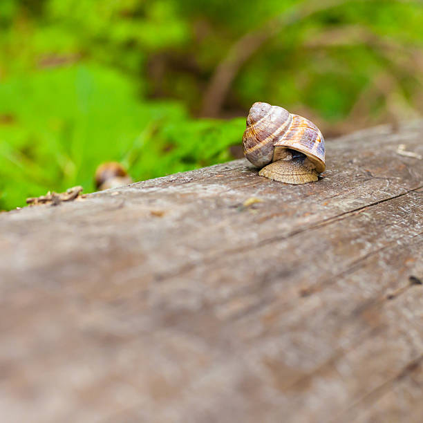 istock Lonely snail on a log in a forest 541860014
