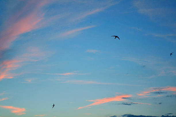 istock Swifts Birds in the sky clouds at sunset 541860710