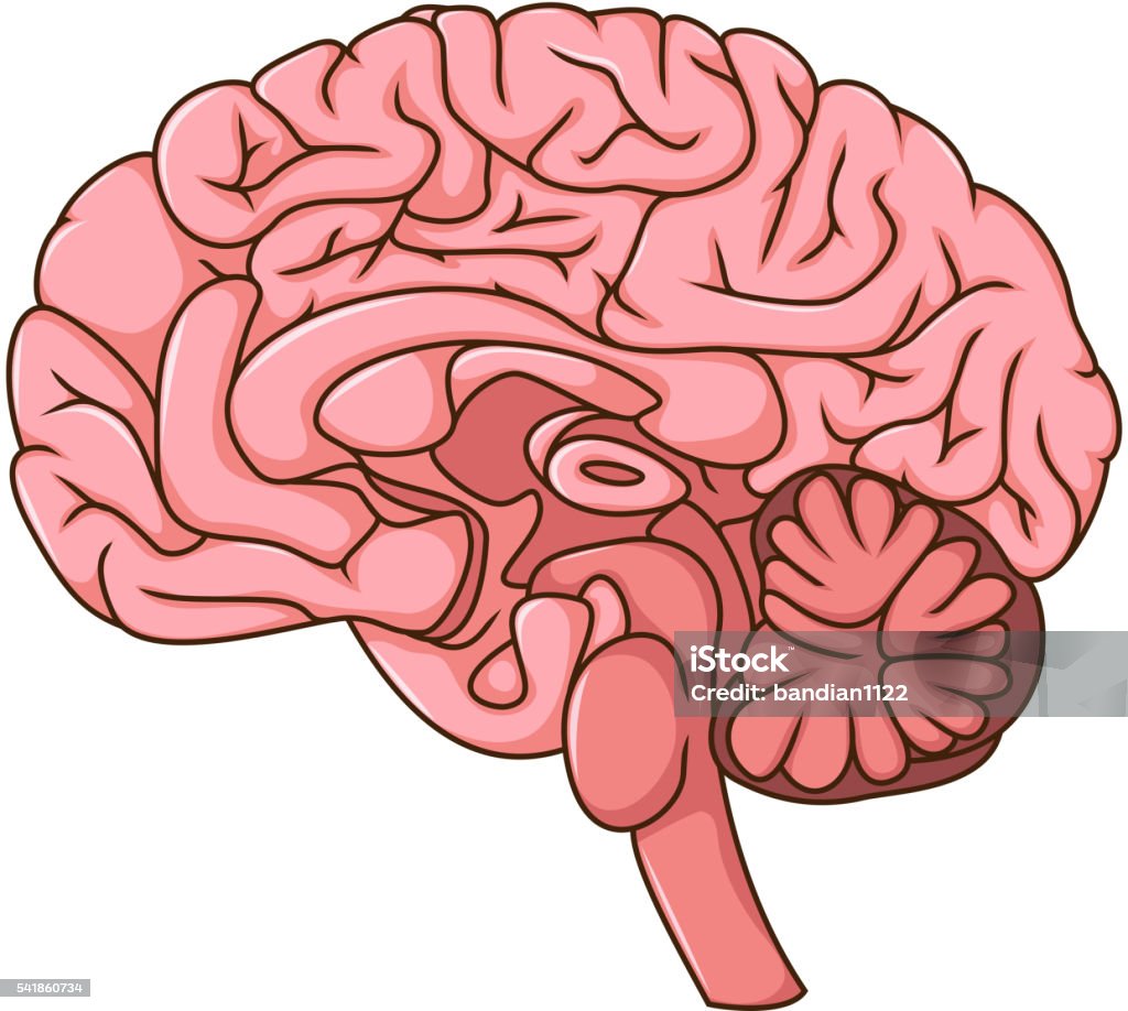 Ilustración de Cerebro Humano Dibujo y más Vectores Libres de Derechos de  Anatomía - Anatomía, Asistencia sanitaria y medicina, Cabeza humana - iStock