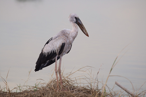 Asian Openbill long-legged, long-necked big mouth of the public to carry out Openbill snail, which is round and smooth. The hair is white with a black tail drab greenish blue. Wing feathers are colored and a black band.