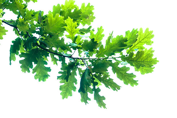 Oak branch oak branch isolated on white background oak tree stock pictures, royalty-free photos & images