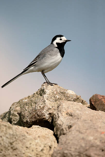 istock White wagtail, Motacilla alba 541861202
