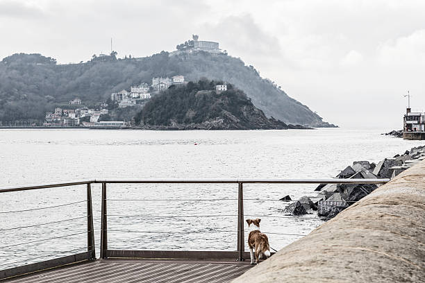 alone dog waiting in the port  and looking at the sea