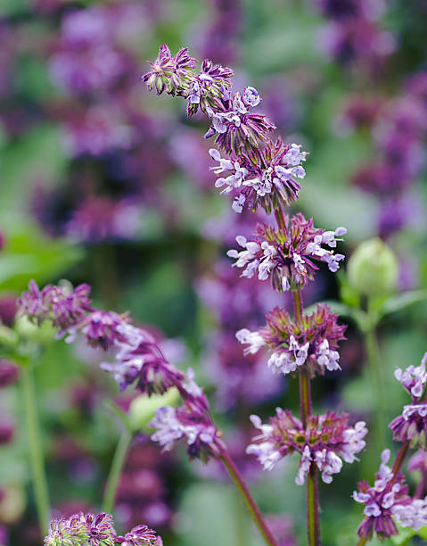 istock plants of meadows and fields - sage muscatel 541861320