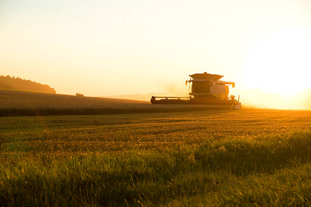 istock Harvest in the sunset 541861478