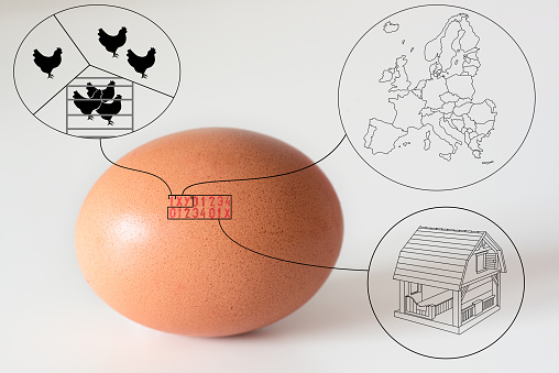 marcar números de código impresos en dibujos de explicación de huevo photo
