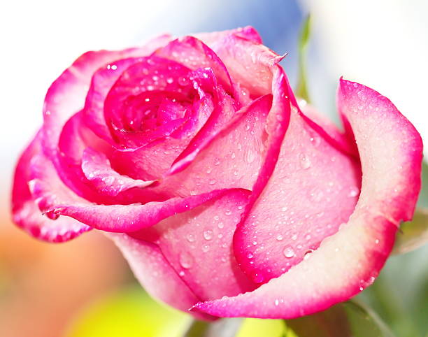 istock Beautiful pink rose in a garden 541862646