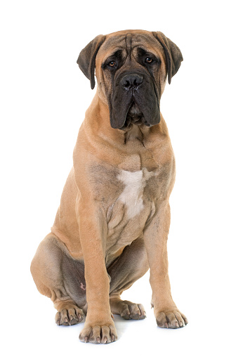 young bull mastiff in front of white background