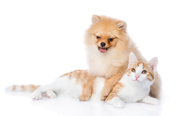 istock spitz dog and cat lie together. isolated on white background 541863464