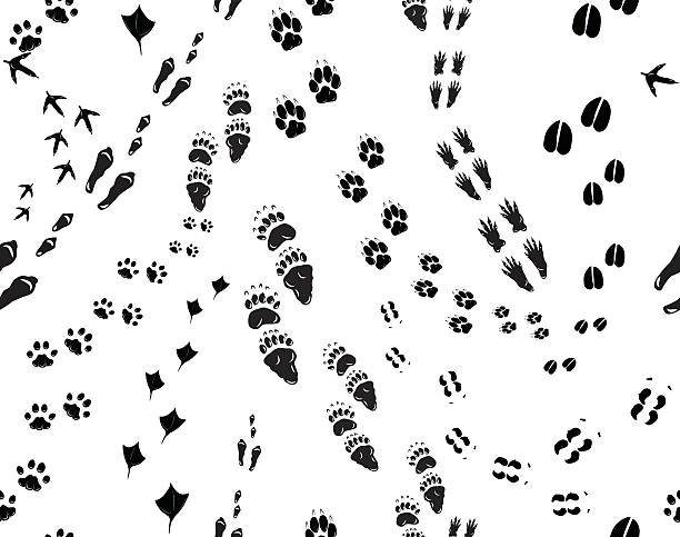 Seamless footsteps Seamless illustration of fotsteps of following animals animal foot stock illustrations