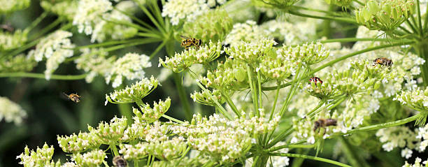istock bee at work on blossoms on sunny day. 541864386