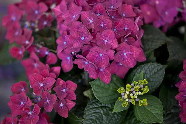 Red Hortensie - Hydrangea. Can be used as garden inspiration.