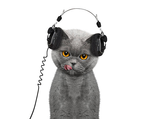 gatto che ascolta musica e la gode - animals and pets arts and entertainment music foto e immagini stock