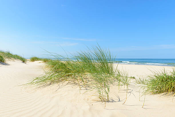 istock Summer at the beach with sand dunes and waves 541865370