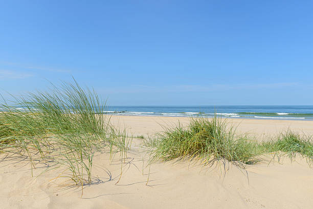 istock Summer at the beach with sand dunes and waves 541865542