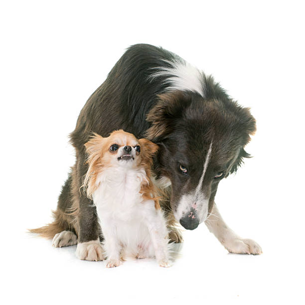 istock chihuahua and border collie 541865602