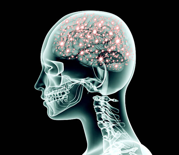 xray imagen de cabeza humana con cerebro y pulsos eléctricos - cerebro animal fotografías e imágenes de stock