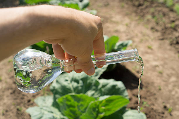 istock Hand with a test tube and plant. Fertilizer in laboratory 541865992