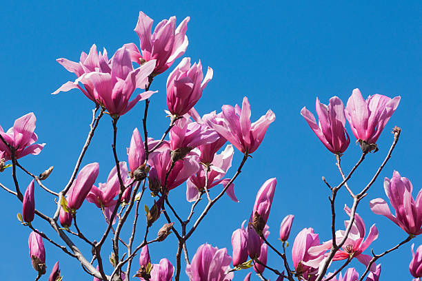 istock Spectrum hybrid magnolia flowers 541866760