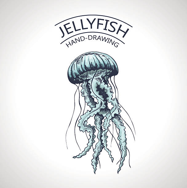 スケッチ孤立クラゲ - jellyfish点のイラスト素材／クリップアート素材／マンガ素材／アイコン素材