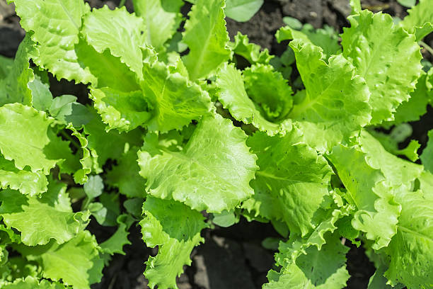 istock Salad leaves with Green Oak 541867816